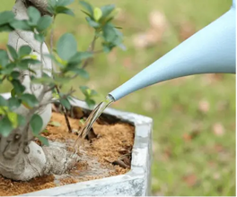 Watering Can